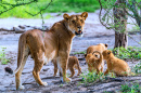 Lionne avec ses quatre oursons dans le parc national de Ndutu, en Tanzanie