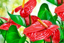 Gros plan sur la fleur d’anthurium rouge