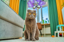 Chat curieux dans une pièce colorée