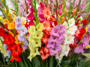 Fleurs de glaïeul multicolores