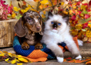 Chiot teckel dapple et chaton duveteux