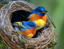 Attrapemouches de colline bleu