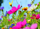 Fleurs du cosmos contre le ciel bleu