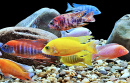 Paon malawien coloré dans un aquarium