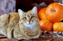 Des citrouilles et un chat d’Halloween
