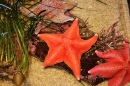 Etoiles de mer, Aquarium de Monterey Bay