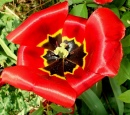 Tulipe