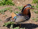 Canard mandarin