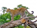 Léopard sur souche d'arbre