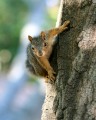 Écureuil à Walnut Creek, CA