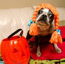 Un terrier de Boston pour Halloween