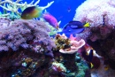 Réservoir de corail