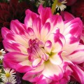 Dahlia rose et blanc