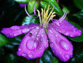 Pluie mauve