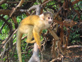 Singe écureuil, bassin amazonien