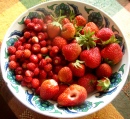 Fruits rouges de la moitié de l'été