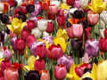 Tulipes