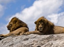 Lions mâles