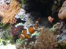 L'aquarium Shedd