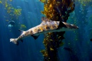Requin à l'aquarium de Monterey Bay