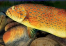 Mon poisson Garoupa